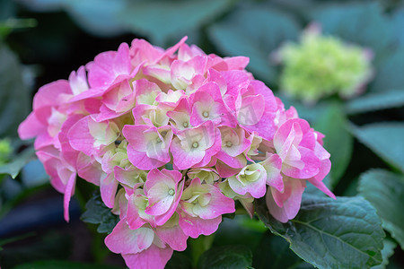 Hydenyia 花在花园里在阳光明媚的夏天或春天。
