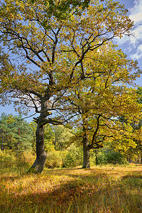 绿色大气摄影照片_阳光明媚的夏日，橡树林中绿色大树的景观，自然概念背景。