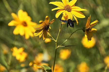 大蜜蜂在黄色雏菊上授粉。