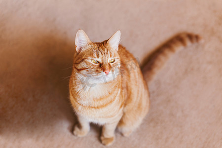 地毯猫摄影照片_可爱的姜猫坐在米色地毯上。