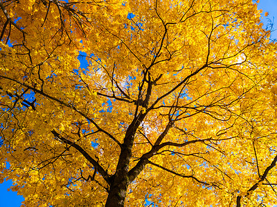 黄色背景框摄影照片_蓝天背景上的秋天生动的黄色枫树 — 从下面的全框向上视图
