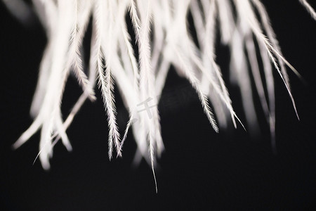 深色背景中蓬松的白色鸵鸟羽毛