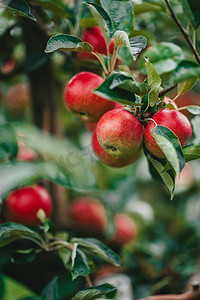 青苹果树摄影照片_惊人的青苹果树花园。