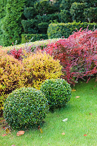 秋天，花园的景观美化有绿色的草坪、色彩缤纷的装饰灌木和形状的红豆杉和黄杨木，Buxus，秋季