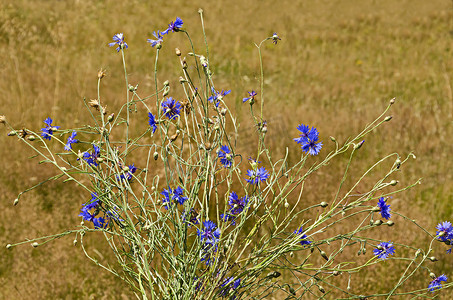 蓝宝石海报摄影照片_普拉纳山干草背景上的蓝瓶花、矢车菊或矢车菊野花花束