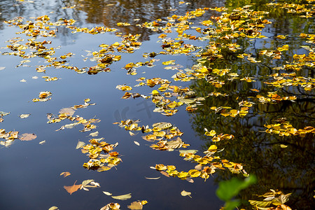 可爱的黄色叶子漂浮在水面上。