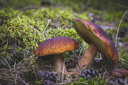 森林空地苔藓中的两个可食用的 CEP 蘑菇