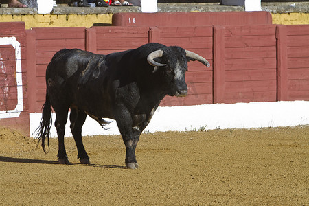 西班牙斗牛场中一头勇敢公牛的身影