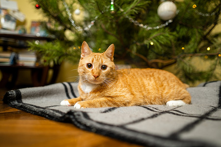 快乐的姜猫坐在圣诞树下的格子上，在新年前夜装饰节日。