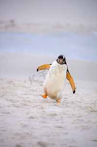 巴布亚企鹅在亚南极岛屿的海滩上散步