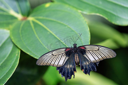 东南亚大摩门教蝴蝶特写。