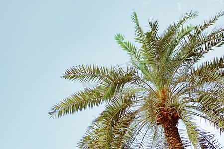 反对蓝色夏天天空的棕榈树