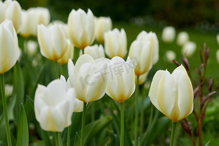 白色郁金香在家里郁郁葱葱的绿色花园中生长、开花、开花的特写镜头。