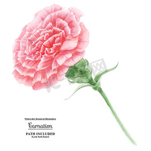 水彩墨迹花摄影照片_水彩插图粉红色的康乃馨花。