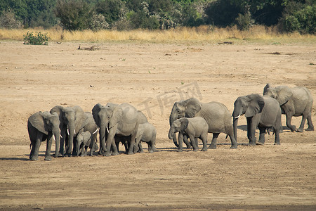 非洲河沙岸上大象一家与幼崽的惊人特写