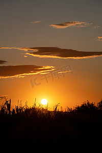 日落时，田野里阳光明媚的干燥小穗，在背光下，选择性聚焦，自然背景，西班牙乡村。