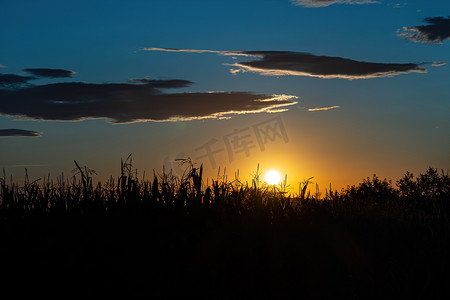 日落时在背光的田野上阳光明媚的干小穗，有蓝天、有选择的焦点、自然背景