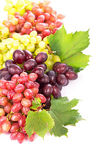 三鲜米粉摄影照片_红、白鲜食葡萄、酿酒葡萄。
