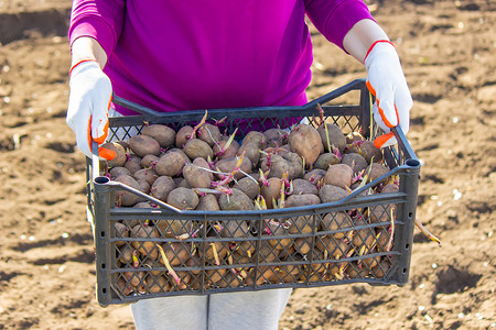 在地面上手工种植马铃薯块茎。