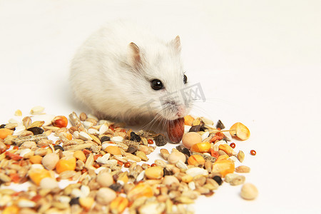 一只白色仓鼠在白色背景上吃谷物。