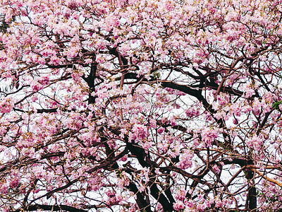 向量摄影照片_粉红色的花树花枝与逼真的粉红色。