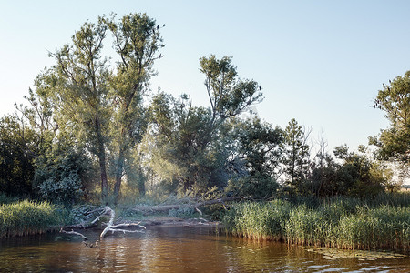 夏季，鸬鹚栖息在河岸干枯的高大树木的树枝上。