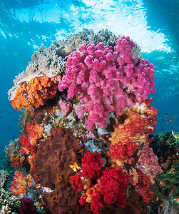 美丽的印度尼西亚水下图片