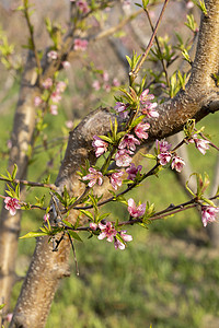 春天桃树开花的特写视图