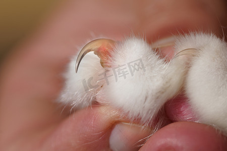 长而尖的猫爪手拿着猫爪的特写照片
