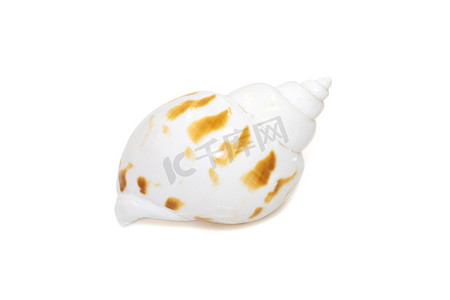 babylonia areolata 的图像是一种海蜗牛，一种海洋腹足类软体动物，在白色背景下被隔离。