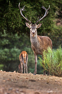 红鹿市，蒙弗拉圭国家公园，西班牙