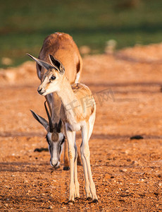卡拉哈里野生动物美丽的地方图片
