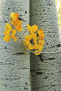 黄白杨叶与白杨树干，落基山脉，科罗拉多州
