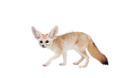 漂亮的耳廓狐在白色背景下被隔离