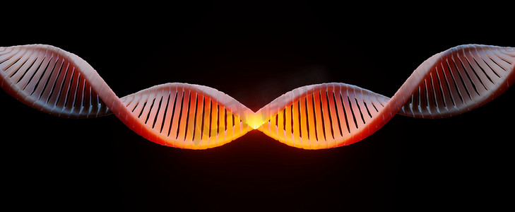 3d 渲染 RNA 的 DNA 螺旋互补链。