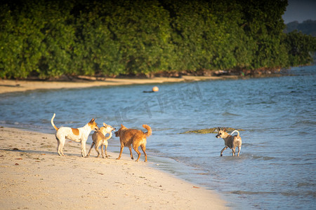 印度宠物狗在海滩上玩耍，在果阿、哈夫洛克和安达曼群岛奔跑时溅水，展示宠物