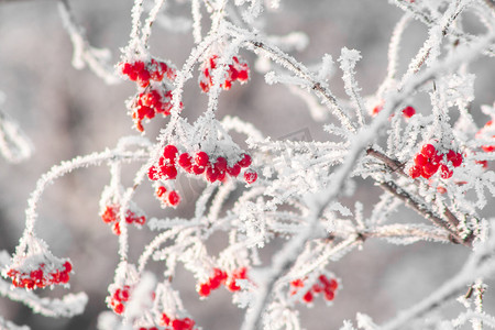 雪和冰盖的红色冬天荚莲属植物