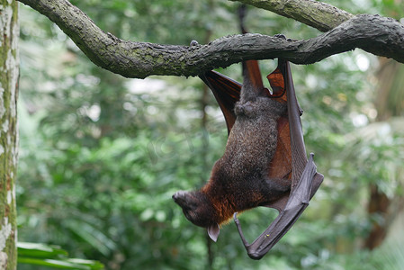 蝙蝠翅膀摄影照片_一只蝙蝠挂在树枝上