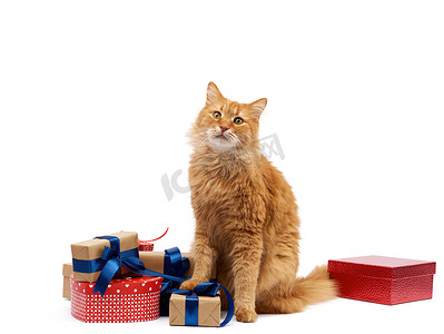 有趣的成年姜猫坐在包裹着的盒子中间