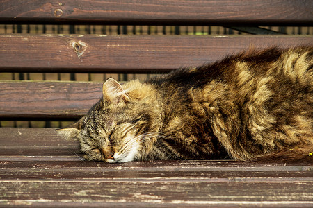 户外昏昏欲睡的毛茸茸的棕色猫睡在长凳上。