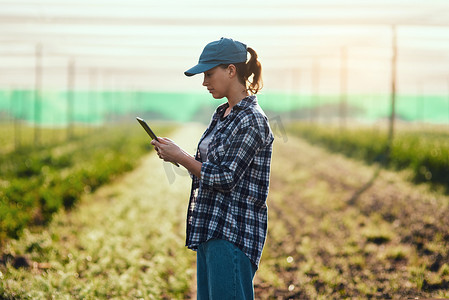 农民用平板电脑检查生长情况、监测农业进度并管理技术农产品出口订单。
