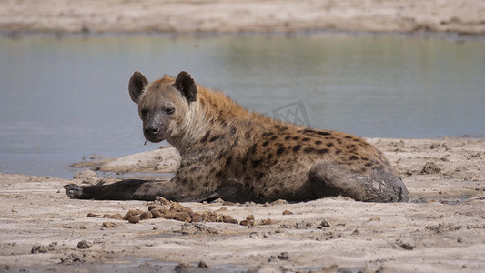 斑点鬣狗躺在池塘附近