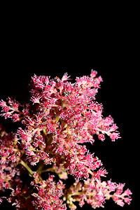 春天绿色海报摄影照片_紫色花朵特写植物背景高品质大尺寸版画落新妇科虎耳草科墙海报