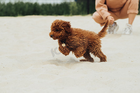 美丽的红发狗，玩具贵宾犬品种叫梅蒂，在户外的沙滩上跳跃