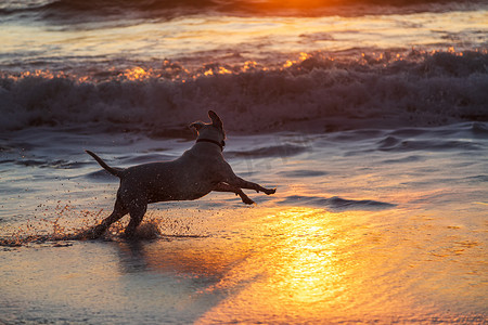 日落时分，一只快乐的狗在海滩的冲浪中奔跑。