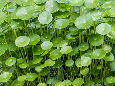 作为绿色背景的水 Pennywort 叶子