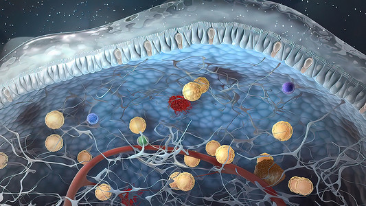 先天性淋巴样细胞分泌效应细胞因子，是 T 细胞的先天对应物。