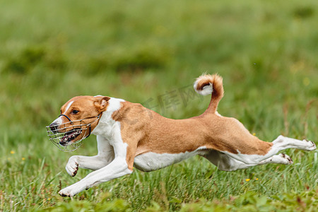 巴森吉犬在诱饵赛跑比赛中跑过场地的飞行瞬间