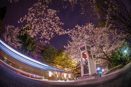 横滨总町的瓜夜樱花和电话亭