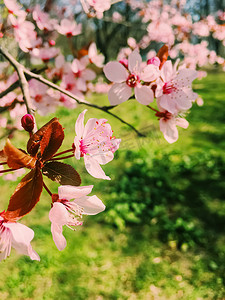 苹果树花开，春天花开